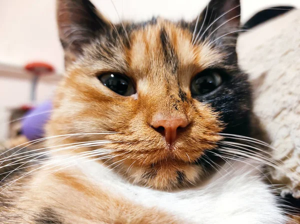 Doméstico Bonito Tricolor Gato Posando Câmera Enquanto Deitado Casa — Fotografia de Stock