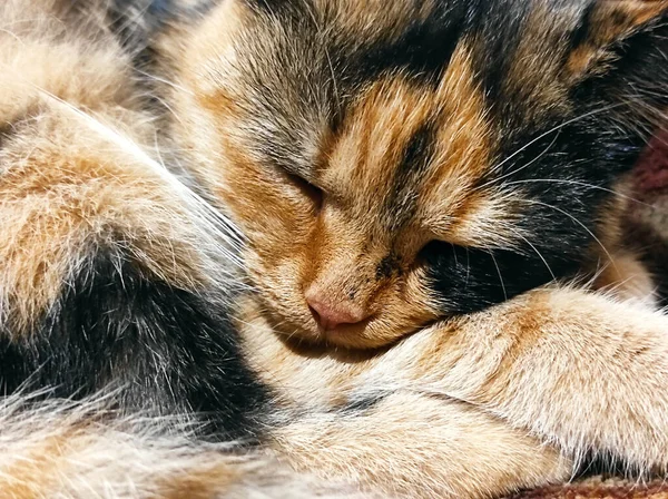 Εγχώρια Και Χαριτωμένο Τρίχρωμη Γάτα Ποζάρουν Στην Κάμερα Ενώ Βρίσκεται — Φωτογραφία Αρχείου