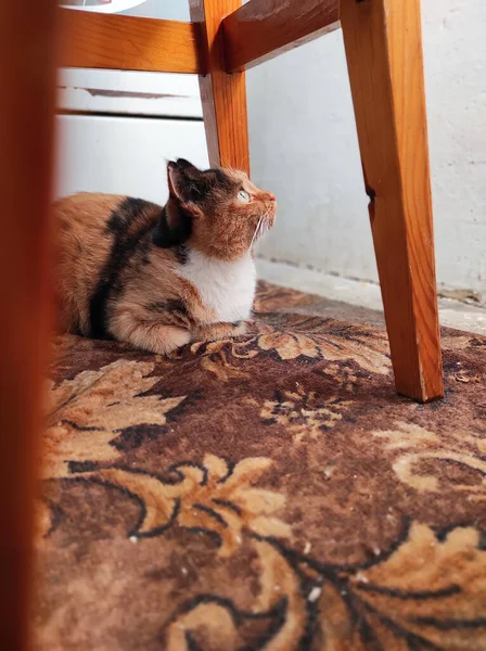 Doméstico Lindo Tricolor Gato Posando Cámara Mientras Está Acostado Casa — Foto de Stock