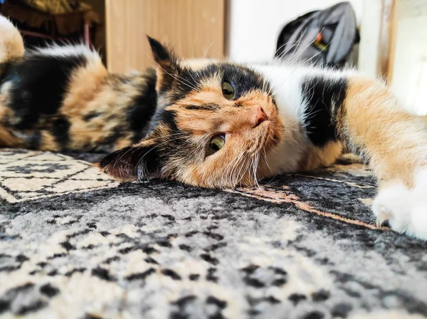 Doméstico Bonito Tricolor Gato Posando Câmera Enquanto Deitado Casa — Fotografia de Stock