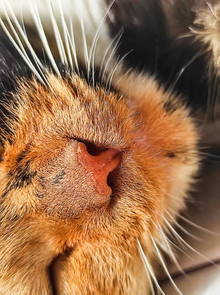 Domácí Roztomilé Trikolórní Kočka Pózuje Kameru Zatímco Leží Doma — Stock fotografie
