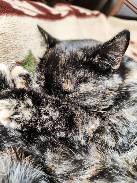 Gato Preto Doméstico Com Listras Vermelhas Dorme Docemente Casa Cama — Fotografia de Stock