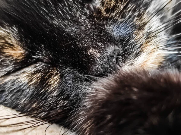 Gato Preto Doméstico Com Listras Vermelhas Dorme Docemente Casa Cama — Fotografia de Stock