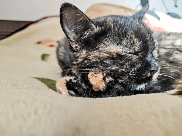 Kucing Hitam Domestik Dengan Garis Merah Tidur Manis Rumah Tempat — Stok Foto