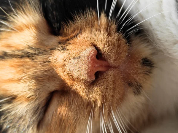 Domácí Roztomilé Trikolórní Kočka Pózuje Kameru Zatímco Leží Doma — Stock fotografie