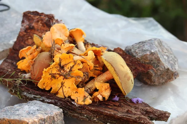 Tasty forest mushrooms like from restaurant