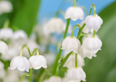 Lily vadi yakın çekim