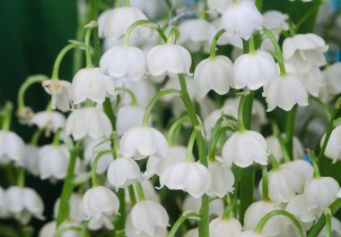 Lily vadi yakın çekim