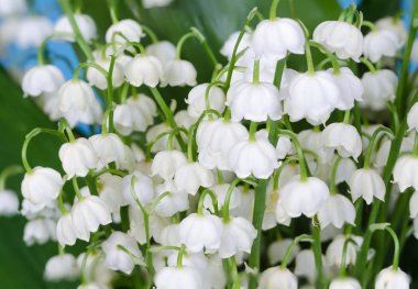 Lily vadi yakın çekim