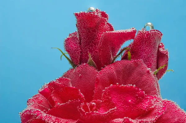 Три Троянди Під Водою Бульбашками Синьому Фоні — стокове фото