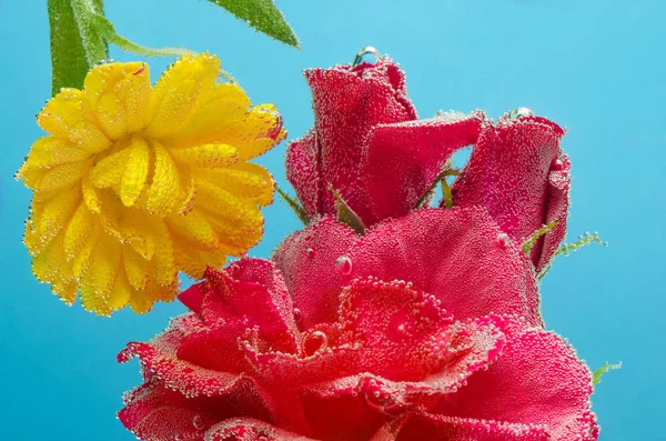 Три Троянди Жовта Квітка Під Водою Бульбашками Синьому Фоні — стокове фото