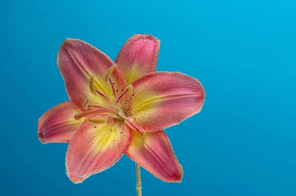 Квітка Лілії Бульбашками Пелюстках Під Водою Синьому Фоні — стокове фото