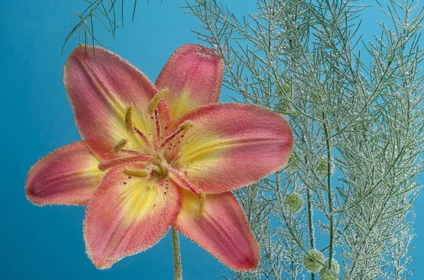 Квітка Лілії Бульбашками Пелюстках Крупним Планом Під Водою Наступна Гілка — стокове фото