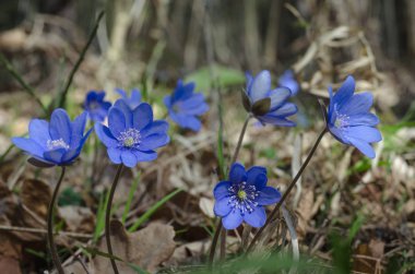 Erken ilkbaharda sonbahar ormanında mavi kardelenler