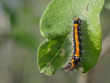 Yeşil yaprak solucan yemiş ahşap üzerinde tüylü tırtıl