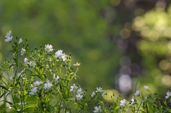 Beyaz çiçeklerle ot, batan akşam güneşi ile aydınlatılmış, bulanık bir arka plan ile