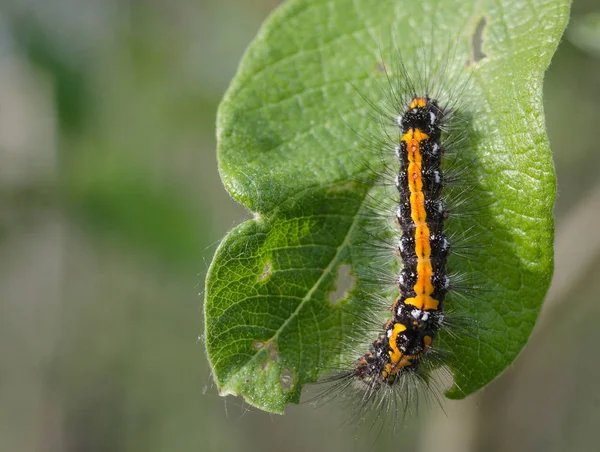 Yeşil yaprak solucan yemiş ahşap üzerinde tüylü tırtıl
