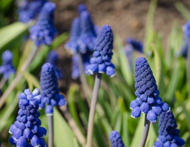 Güneşli bir bahar çayırında piramitşeklinde mavi çiçekler