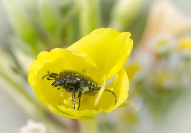 Sarı bir çiçekte oturan siyah böcek, bulanıklık arka plan, yakın çekim, makro