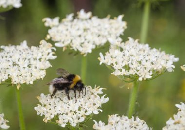 Beyaz çiçekler, yakın çekim, makro çiçeklenme üzerinde küçük Bumblebee