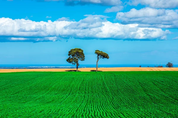 Zwei Bäume Auf Einem Maisfeld Auf Murge Apulien Italien — Stockfoto