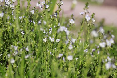 Portre: Sabahleyin çimlerin üzerinde çiy taneleri