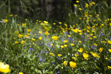 Bahar çiçekleri ve mükemmel güneşli bir gün.