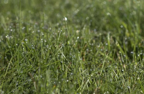 Orvalho na grama pela manhã — Fotografia de Stock