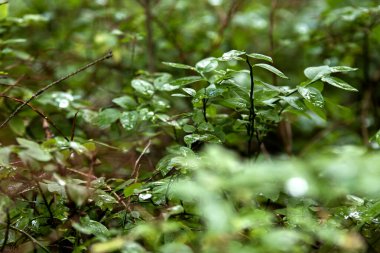 güzel orman manzarası