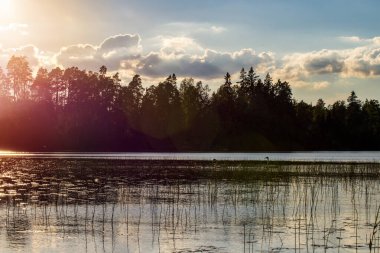 Finlandiya 'da genç cygnetlerle yüzen beyaz kuğu.