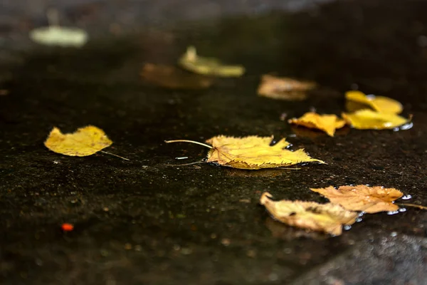 Fallblatt auf dem Boden — Stockfoto