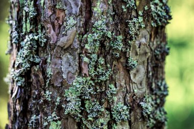 Yeşil yosunlu eski ağaç kabuğu dokusu