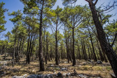 Attavyros Dağı. Orman. Rodos. Yunanistan 25.7.2019