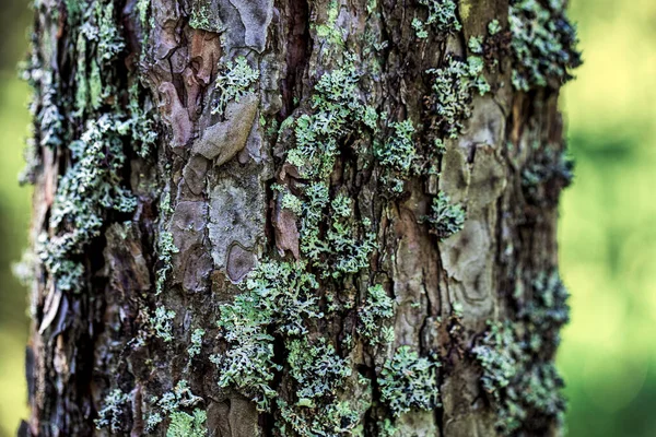 Old wood tree bark texture with green moss — Stock Photo, Image