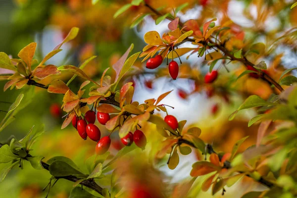 Bayas rojas de otoño en las ramas — Foto de Stock