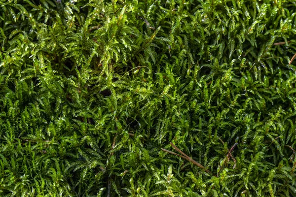 Зеленый осенний мох в лесу. Автоматический вид сверху на зеленый лес. Зеленый мох вид на лес . — стоковое фото