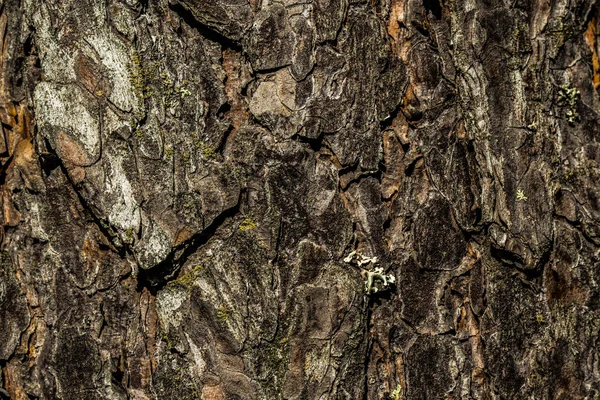 Background image od tree bark — Stock Photo, Image