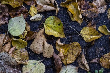 Su birikintisindeki düşen yapraklar, sudaki yağmur damlalarından gelen dalgalar..