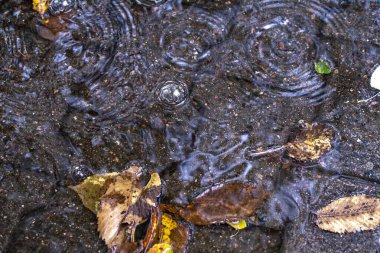 Su birikintisindeki düşen yapraklar, sudaki yağmur damlalarından gelen dalgalar..