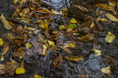 Su birikintisindeki düşen yapraklar, sudaki yağmur damlalarından gelen dalgalar..