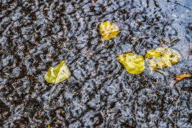 Sonbahar akçaağaç yaprakları su birikintisinde. Su birikintisinde Autumna yaprakları. Sonbahar akçaağaç yaprakları su birikintisi. Gölette sonbahar yaprakları