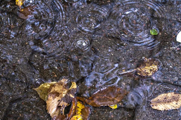 Fallen leaves in puddle, ripples from raindrops on water.