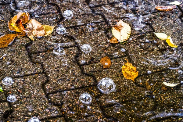떨어지는 낙엽을 흙탕물에 담갔다가, 빗방울을 타고 물 위에서 잔물결을 일으킨다. — 스톡 사진
