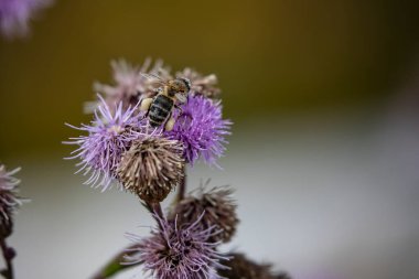 Bir arı devedikeni çiçeklerinde nektar toplar. Finlandiya, Temmuz 2020.