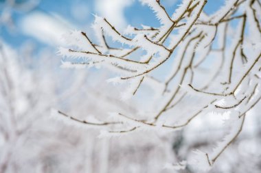 Zell See gölüyakınındaki dallarda boğuk buz ile Manzara. Avusturya