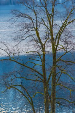 Güzel Avusturya dağ gölü Hallstattersee. Avusturya