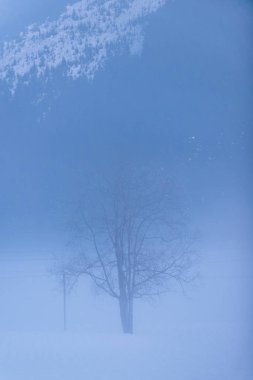 Sisli bir akşam ışığında yalnız bir ağaç. Avusturya. Gosau. Avusturya.