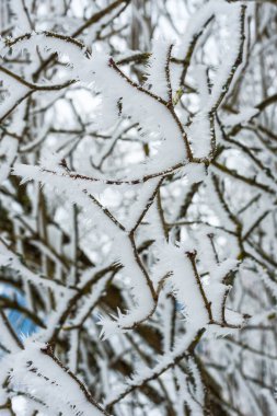 Zell S gölü yakınındaki dallarda hoarfrost ile Peyzaj