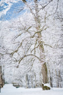 Zell S gölü yakınındaki dallarda hoarfrost ile Peyzaj