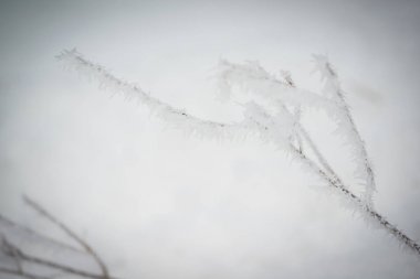 Zell S gölü yakınındaki dallarda hoarfrost ile Peyzaj